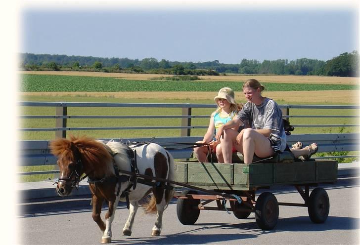Shetlænder Skovlundegårds Nicolai - nicolai mig og ann billede 6