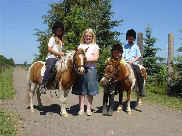 Shetlænder Skovlundegårds Nicolai - josefine på dublo og sandra på nicolai og mig og caroline billede 8