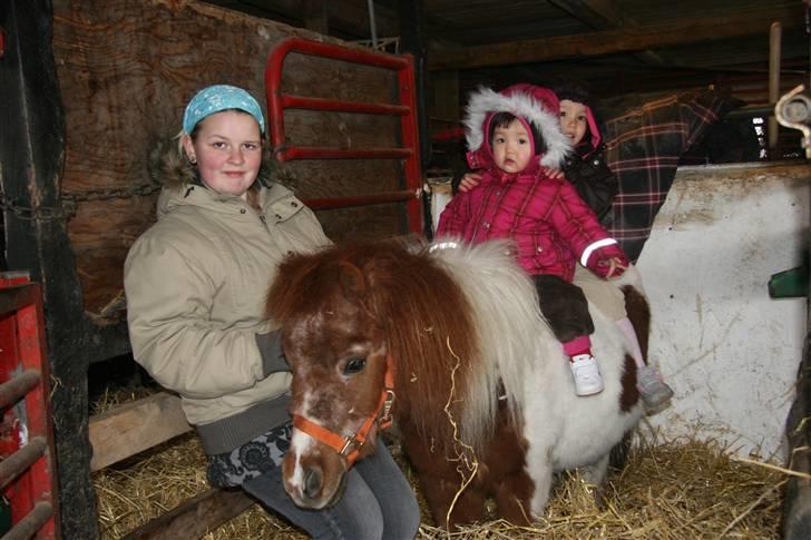 Shetlænder Skovlundegårds Nicolai - nicolai mig og mine to kusiner billede 9