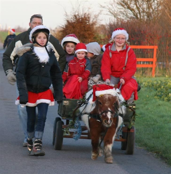 Shetlænder Skovlundegårds Nicolai - Nicolai s sidste juleoptog 06 billede 10