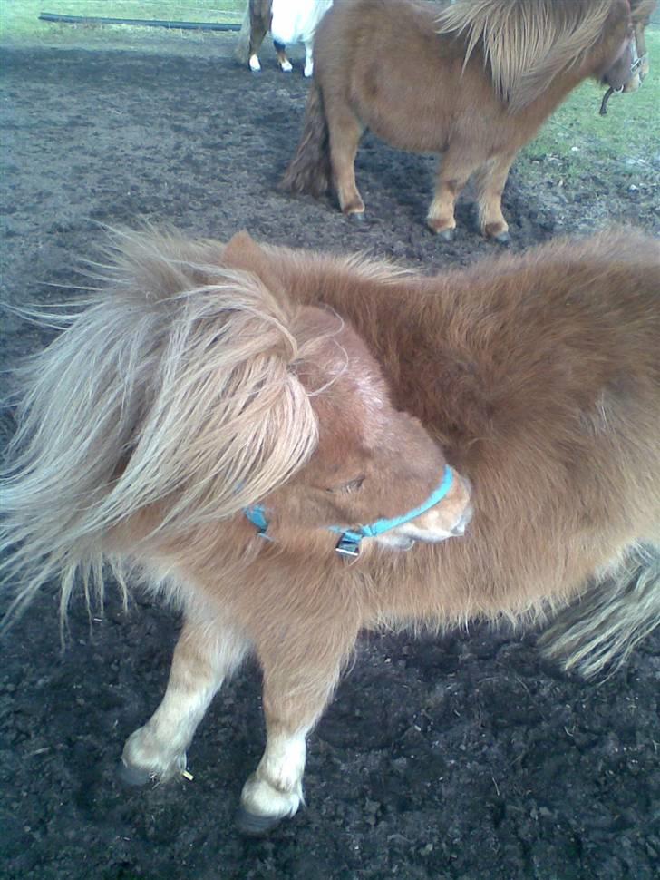 Shetlænder Sebek<33 billede 14