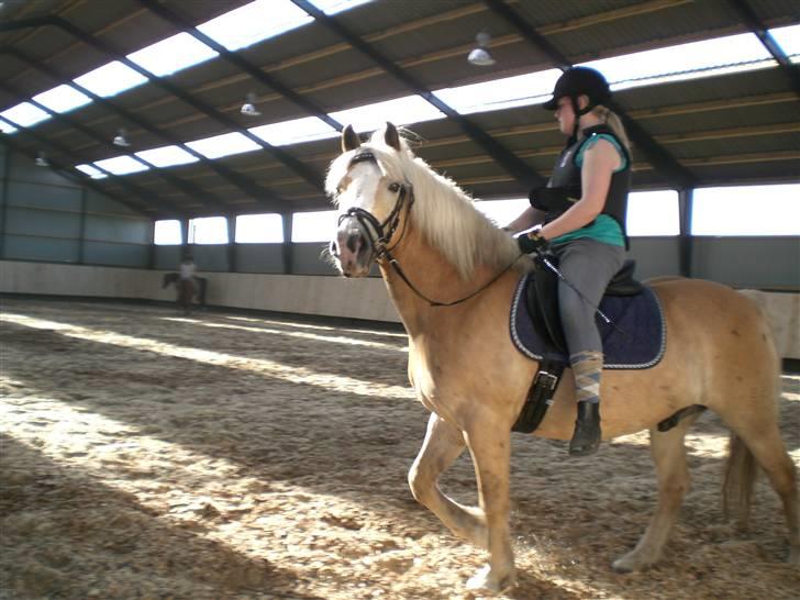 Haflinger MayBee + RIP + - Min datter Sarah i hallen på MayBee billede 16