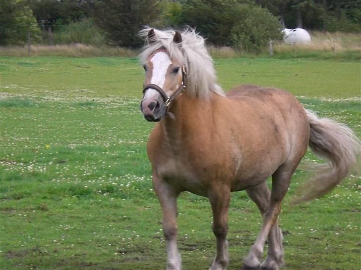 Haflinger MayBee + RIP + - Glade MayBee billede 4