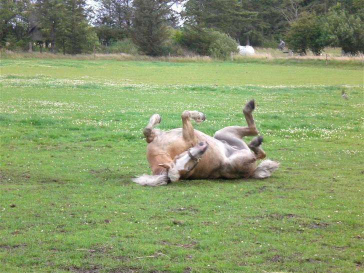 Haflinger MayBee + RIP + - Det gør godt med en ruller billede 11