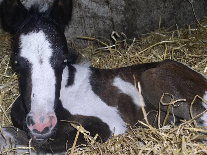 Pinto Vindbjergs starlight - starlight som føl billede 2