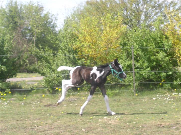 Pinto Vindbjergs starlight - frøste dag ude billede 5