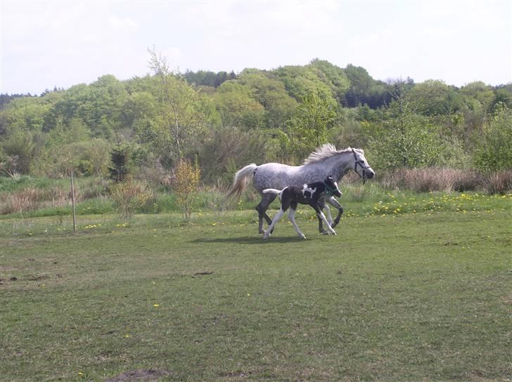 Pinto Vindbjergs starlight billede 6