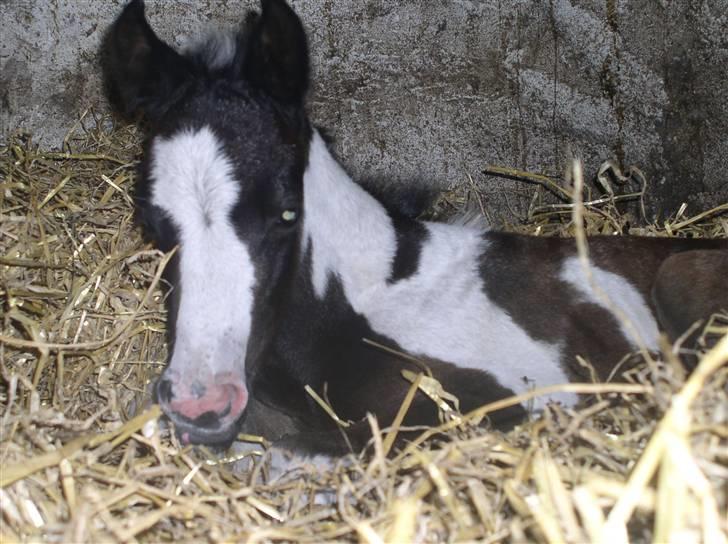 Pinto Vindbjergs starlight - lad mig nu sove  billede 7