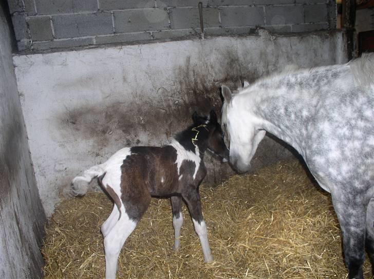 Pinto Vindbjergs starlight - ik nu mor  billede 8