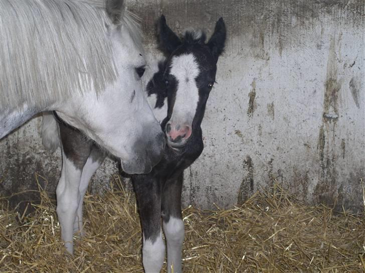 Pinto Vindbjergs starlight - så et lille kys da billede 9