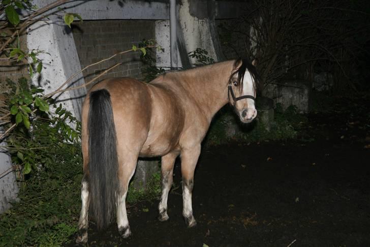 Welsh Mountain (sec A) Munksgaard's Jupiter <3 - Hej alle sammen det er Jupiters Profil, smid gerne en kommentar eller bedømmelse til ham.. ;) Er han ikke bare den dejligste? <3 billede 1