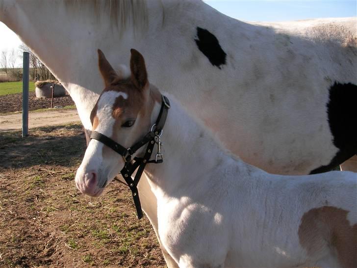 Pinto Damsgaards Caberè billede 7