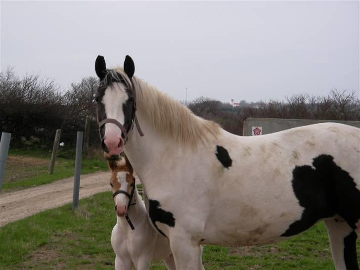 Pinto Marotts Chillie billede 7