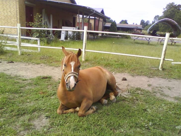 Anden særlig race Tristan R.I.P. - Trisse var lidt træt Billede: mig.
 billede 4