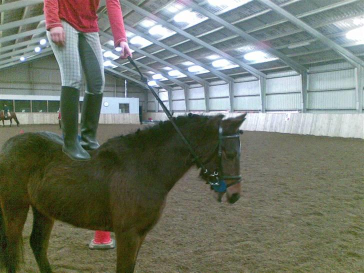 Pinto Amalienborggaards Altivo billede 1