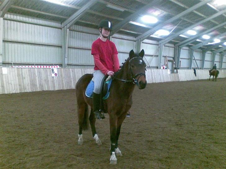 Pinto Amalienborggaards Altivo - VED GODT JEG ER FOR STOR TIL HAM, DET RE DERFOR HAN ER TILSALG billede 2