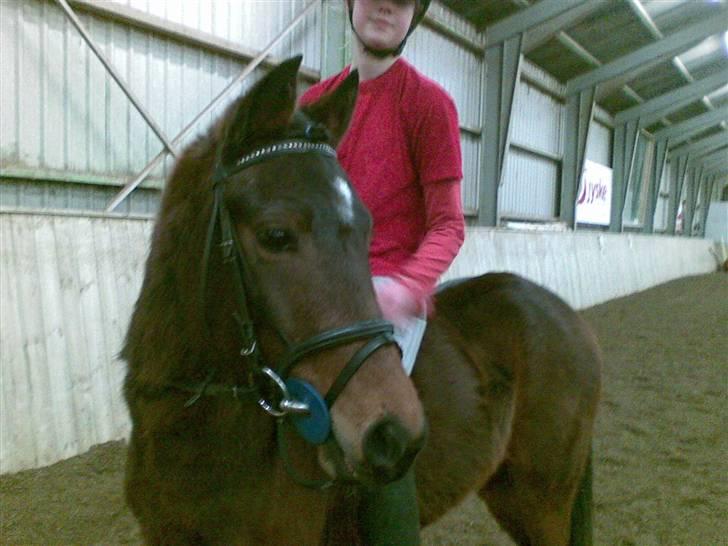 Pinto Amalienborggaards Altivo billede 3