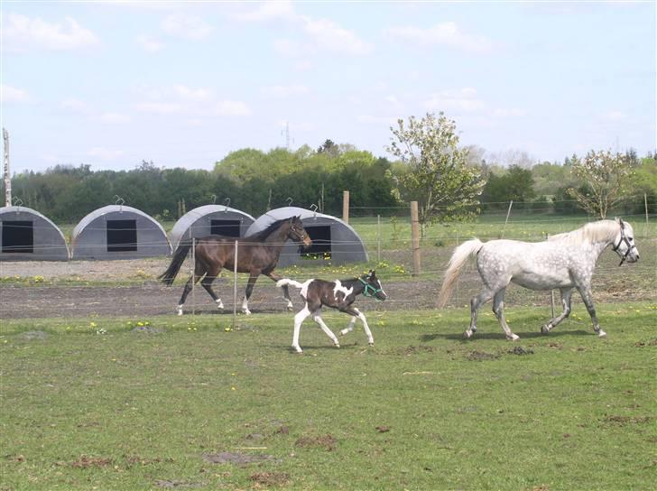 Pinto Vindbjergs starlight - jeg er hurtiger er dig Altivo  billede 10