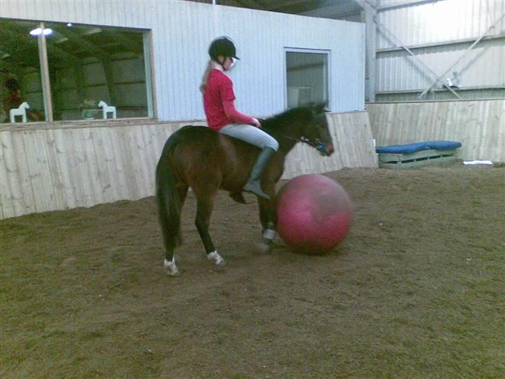 Pinto Amalienborggaards Altivo billede 5