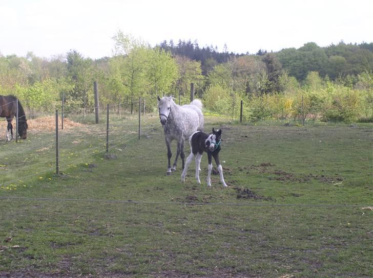 Pinto Vindbjergs starlight - hov hej nanna kom og nus billede 11