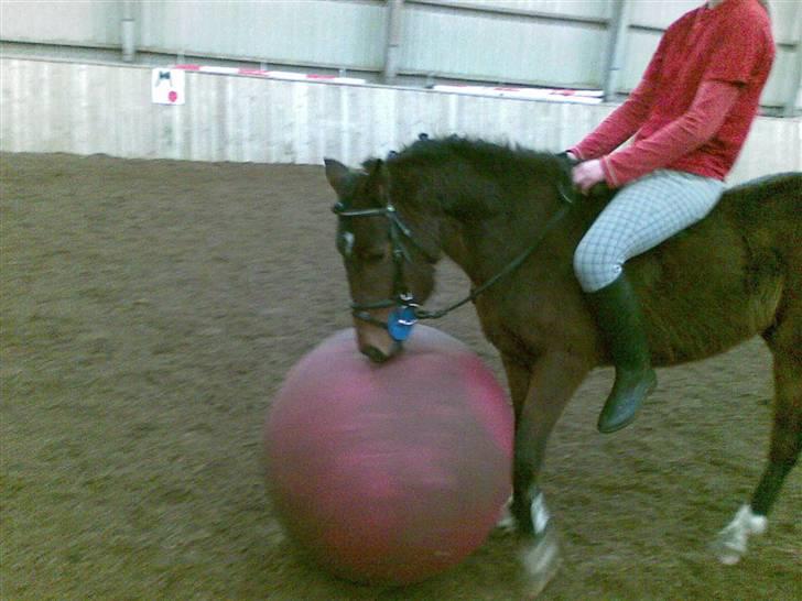 Pinto Amalienborggaards Altivo billede 6