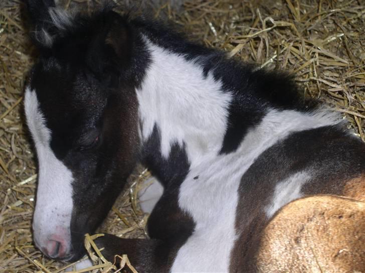 Pinto Vindbjergs starlight - nu er jeg træt efter en lang dag på fold billede 12