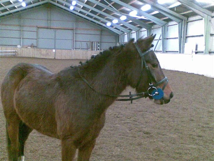 Pinto Amalienborggaards Altivo billede 7