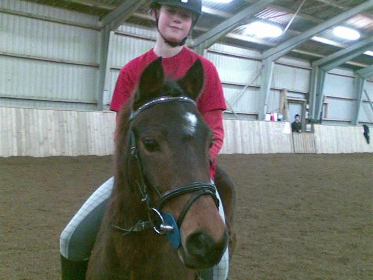 Pinto Amalienborggaards Altivo billede 8