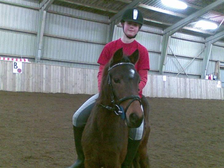 Pinto Amalienborggaards Altivo billede 9