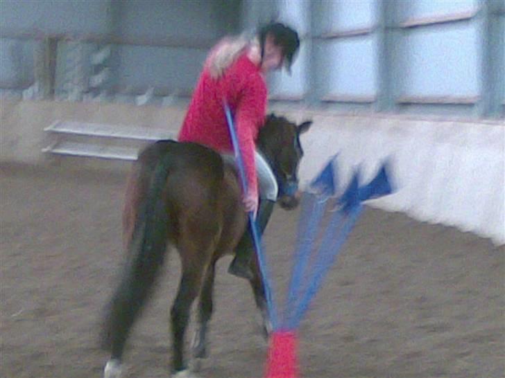 Pinto Amalienborggaards Altivo billede 10