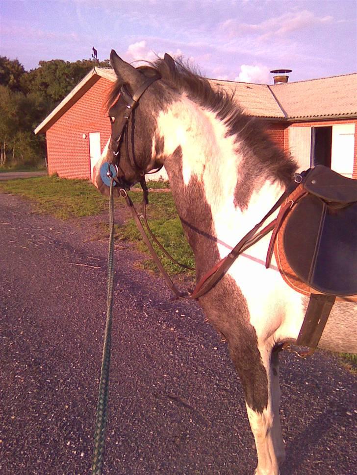 Pinto Vindbjergs starlight billede 13