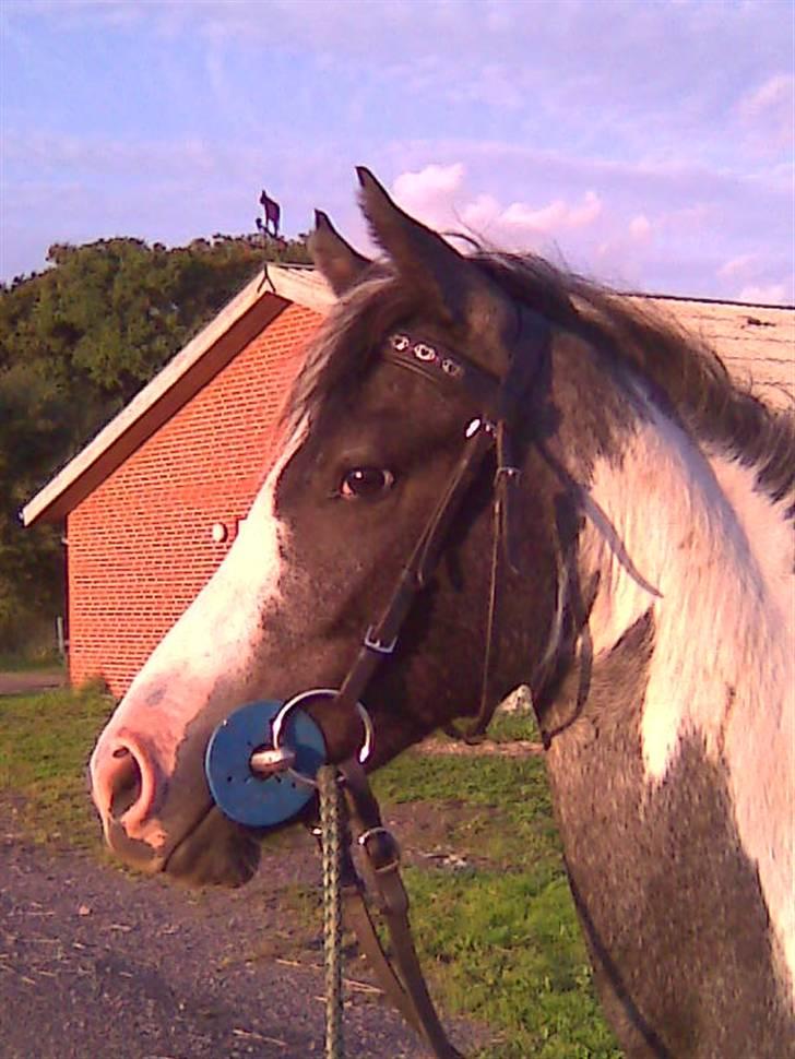 Pinto Vindbjergs starlight billede 14