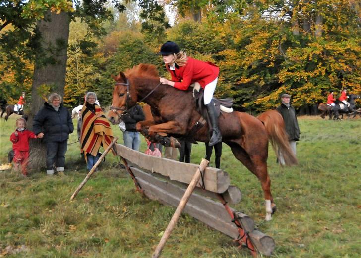 Anden særlig race Ponylands Bolero<3 sov sødt min skat - Ponyrævehalejagten 2008, fuldført. Smuk det er du! Efterår 2008, foto djt-foto. billede 3