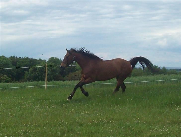 Knabstrupper Bianca - 12# Hun elsker det jo!? :-) Foto: JGM 2009. billede 12