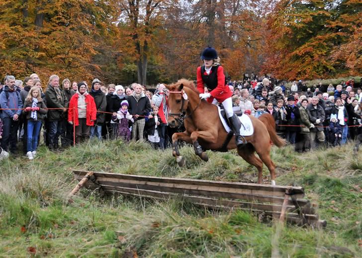 Anden særlig race Ponylands Bolero<3 sov sødt min skat - Hubertusjagten 2008, fulført og vi var med i opløbet. Du er alt, alt for dejlig! Efterår 2008, foto djt-foto. billede 4