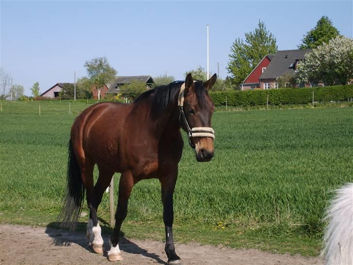 Knabstrupper Bianca - 13# Foto: JGM 2009. billede 13