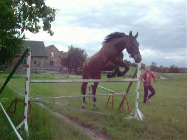 Knabstrupper Bianca - 14# Løsspring 125 cm :p Undskyld kvaliteten, men det er taget fra video...  Foto: JGM 2009. billede 14