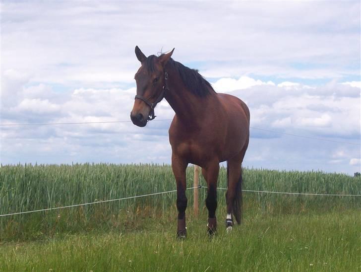 Knabstrupper Bianca - 16# En fri hest - en glad hest! Foto: JGM 2009. billede 16