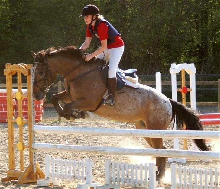 Anden særlig race Gipsy billede 10