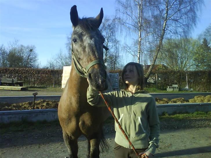 Anden særlig race Gipsy billede 11