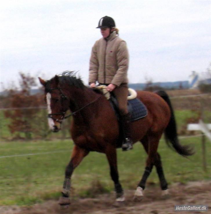 Dansk Varmblod Korupgaard Clarisse  - Træning. Tak til Amalie for billeder billede 5