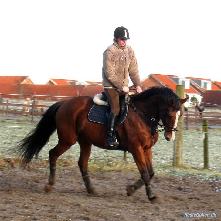 Dansk Varmblod Korupgaard Clarisse  - Træning. Tak til Amalie for billeder billede 6