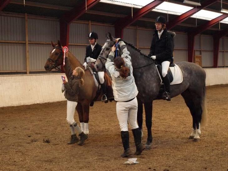 Anden særlig race Thor (låne hest) billede 16