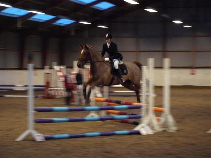 Anden særlig race Thor (låne hest) billede 17