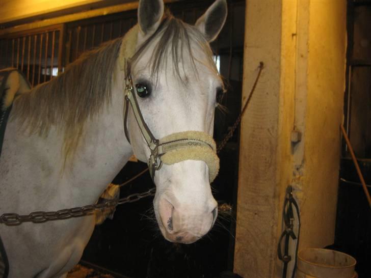 Tysk Sportspony Allegro Assai(Apollo)glp  - apollo på staldgangen(foto:luna) billede 4