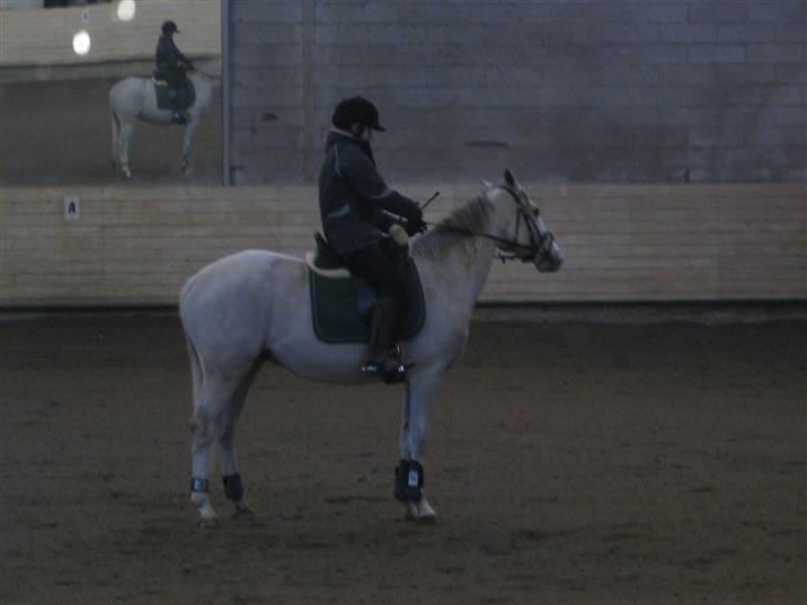 Tysk Sportspony Allegro Assai(Apollo)glp  - vi rider lidt i det store ride hus<3<3(foto:nadja) billede 5