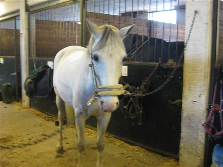 Tysk Sportspony Allegro Assai(Apollo)glp  - smukke bassemand på staldgangen (foto:mig) billede 9