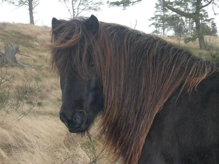 Islænder Omi fra hallisgård - Omi Fra Hallisgård billede 1