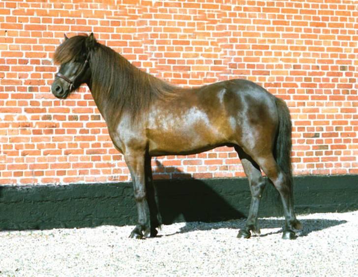 Islænder Omi fra hallisgård - Du er så SMUKKK billede 4