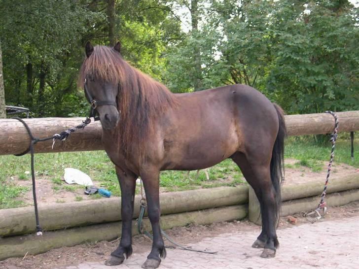 Islænder Omi fra hallisgård - Smukke Omi billede 5